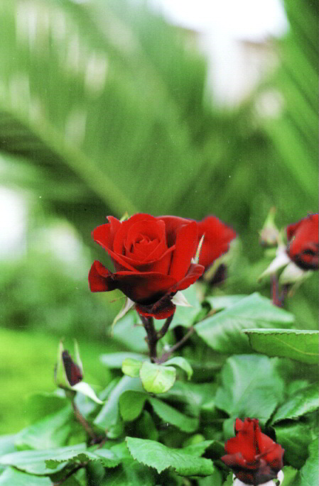 rose_caraibe