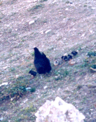 Maman_poussin_1