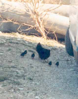 Maman_poussin_2